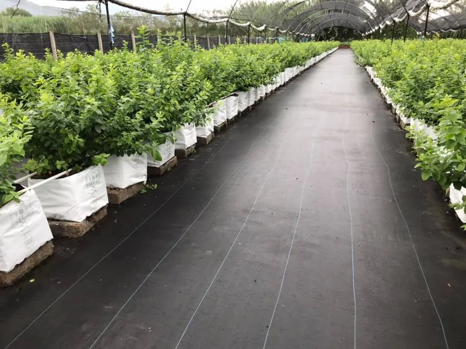 Ground Cover Negro 105 g/m² – Rollo 4 x 100 m — foto 2