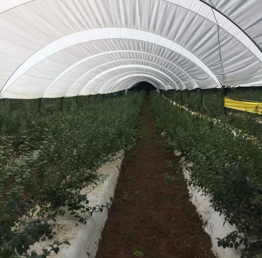Plástico Agrícola Blanco Lechoso 6.2 x 100 m – 25% Sombra