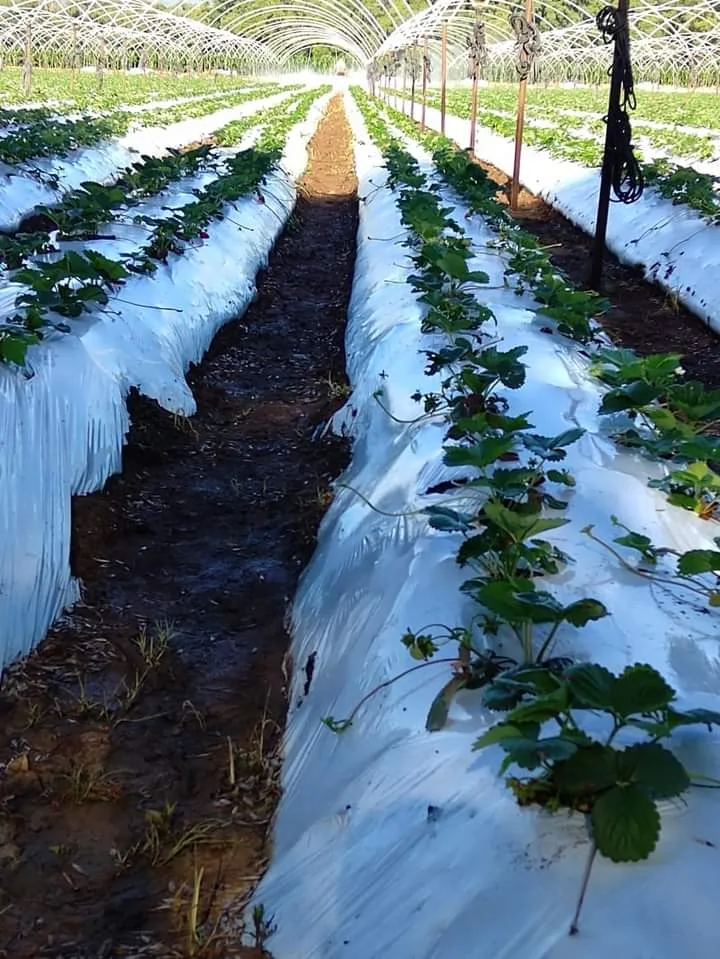 Acolchado Agrícola Blanco/Negro – Rollo 1.0 m x 915 m